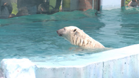 Гигантский вольер для белых медведей открыли в Екатеринбургском зоопарке