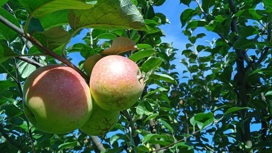 Ставропольские хозяйства начали сбор яблок