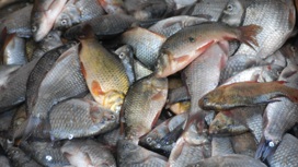 Рыбные хозяйства Кубани получили дополнительную господдержку