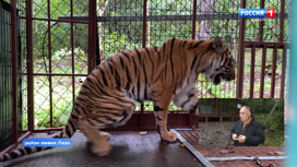 В гостях у тигра. Непростая история полосатого хищника Гектора – нового жителя центра "Утес"