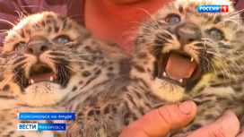 Самые редкие котята на планете. В Комсомольске-на-Амуре у пары леопардов появилось потомство