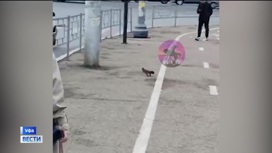 Жители уфимского Сипайлово запечатлели на видео белку, которая прогуливалась по улицам микрорайона