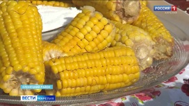 На полях в Туксе убирают урожай кукурузы