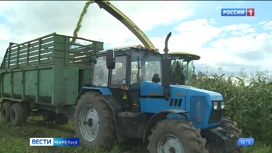 Кукурузные поля в Туксе этим летом вызвали особый интерес местных жителей и туристов