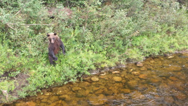 Популяция медведей растет в Амурской области