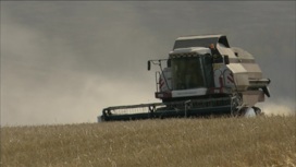 Россия наращивает поставки зерна в страны Африки и Ближнего Востока