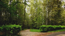 В окраине "Битцевского леса" создают локальный центр для семейного отдыха