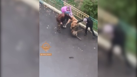 Накануне вечером в микрорайоне Солнечный произошла жестокая схватка двух собак