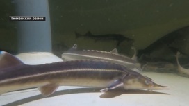 Два новых цеха по разведению ценной рыбы открылось в Тюмени