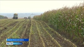Урожай кукурузы порадовал аграриев Владимирской области