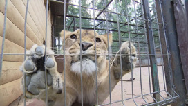 Зоозащитники добиваются закрытия частного зоопарка под Серпуховом