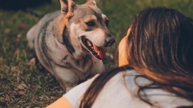 Погладь пса: наше взаимодействие с собаками порождает полезную активность в мозге.