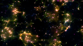 DishBrain под микроскопом. Флуоресцентные маркеры показывают разные типы клеток.