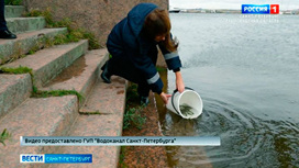 В Финский залив выпустили 25 тысяч мальков судака