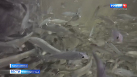 Рыбоводы готовятся поставить рекорд по разведению сига в Куршском заливе