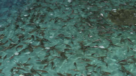 В русло реки Енисей выпустили более 300-от тысяч мальков рыб ценных пород