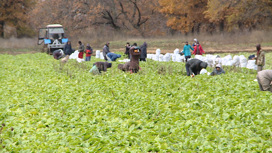 Вопреки трудностям: волгоградские аграрии продолжают сбор урожая