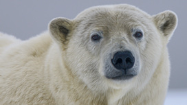 Гибрид белого и бурого медведя скоро поселится в Якутии