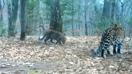 В Приморье заметили нового котенка дальневосточного леопарда