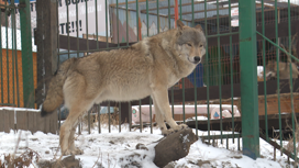 Сотрудник зооопарка в Листвянке три дня прожил в одном вольере с волком