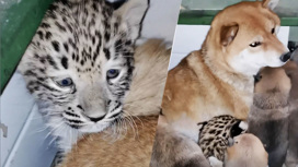 В Иркутске собака усыновила детеныша леопарда