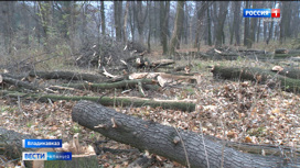 Вырубка деревьев в Комсомольском парке, проводимая в рамках работ по благоустройству территории СОГУ, вызвала недовольство горожан