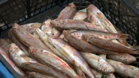 В Сочи закрывают незаконные рыбные рынки