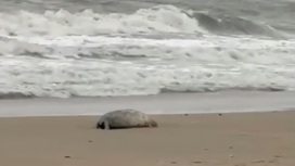 Сотни мертвых тюленей выбросило на берег в Махачкале