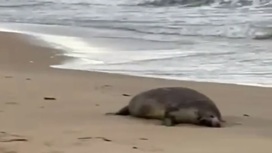 Около 700 мертвых тюленей обнаружили на побережье в Дагестане