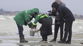 Мертвых тюленей нашли на азербайджанском побережье Каспия