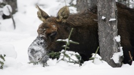 За незаконное убийство лося задержали браконьера в Новосибирской области