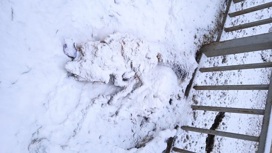 Жители Северного района Орла пожаловались на тело лисы на тротуаре