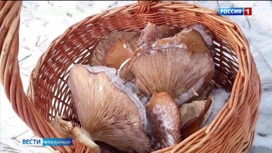 Во Владимирском регионе собирают "зимние" грибы