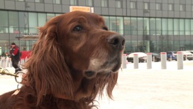 На Екатеринбургской таможне проводили на заслуженный отдых собаку Хантера