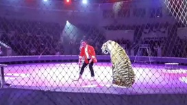 Ветврачи спасают тигрицу после драки в цирке Кисловодска