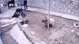 Нападение медведя на смотрителя зоопарка попало на видео