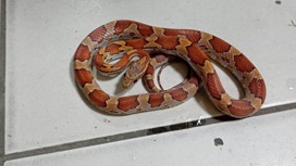Житель Астрахани обнаружил в своей квартире редкую змею