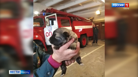 Пёс Василий – талисман тверских пожарных