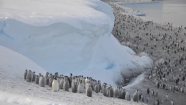Новую колонию пингвинов нашли из космоса по фекалиям