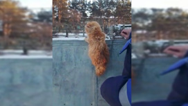 Запутавшегося в колючей проволоке котенка спасли в белогорском селе