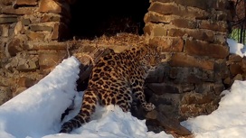 Спасенный в Приморье котенок леопарда поймал своего первого оленя