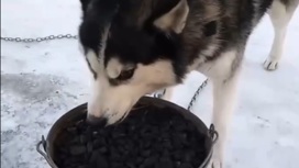 Забавное видео с поедающей уголь хаски сняли на Алтае