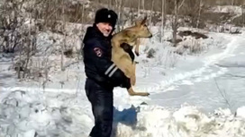 В Приморье полицейским пришлось спасать косулю, забежавшую в город