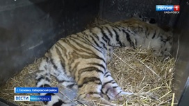 "Краснокнижников" отловят: охотоведы Хабаровского края взяли ситуацию с тиграми под особый контроль