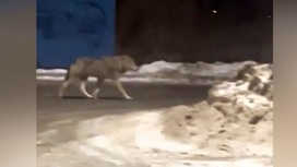 На окраине Северодвинска охотники убили волка