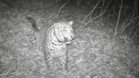 Семь месяцев в природе: результаты мониторинга выпущенных в Северной Осетии переднеазиатских леопардов