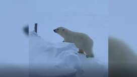 Белый медвежонок наведался в гости к вахтовикам на Ямале