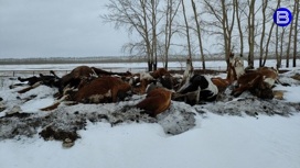 Массовая гибель коров произошла в Новосибирской области