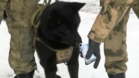 Кинологи учат служебных собак искать натовскую взрывчатку