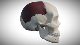 На модели черепа выделена теменная кость, из которой был изготовлен гребень.